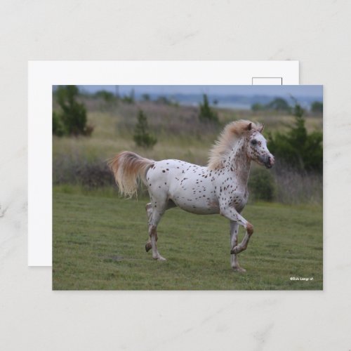 Bob Langrish  Spotty Pony Of America Postcard