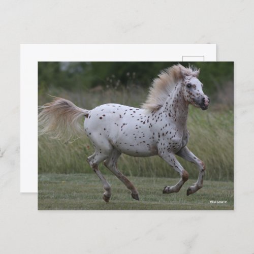 Bob Langrish  Spotty Pony Of America Running Postcard