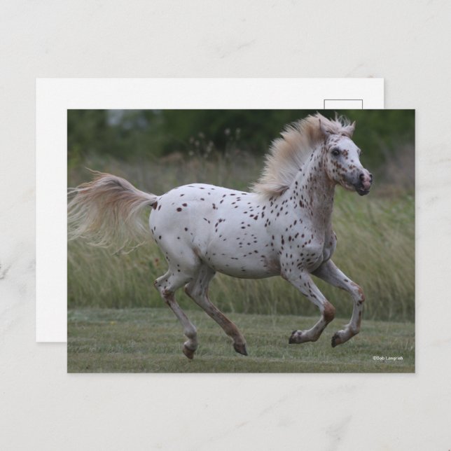Bob Langrish | Spotty Pony Of America Running Postcard (Front/Back)