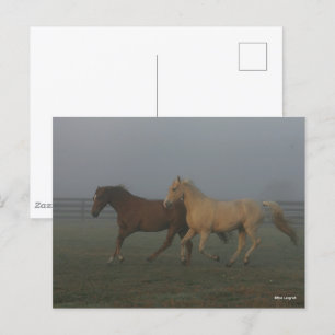 Bob Langrish Tennessee Walking Horses Running Postcard