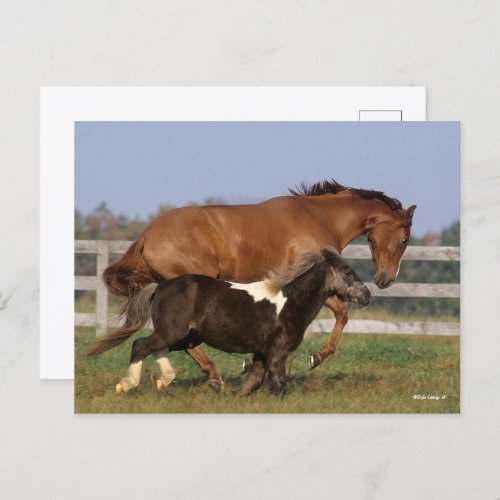 Bob Langrish  Thoroughbred and Shetland Pony Postcard