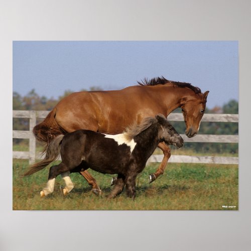 Bob Langrish  Thoroughbred and Shetland Pony Poster