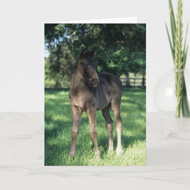 Bob Langrish | Thoroughbred Foal Standing In Field Card (Front)