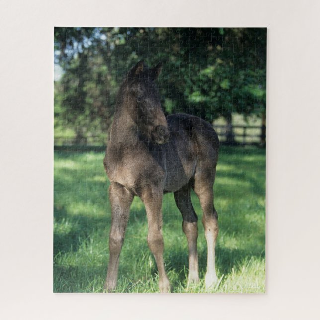 Bob Langrish | Thoroughbred Foal Standing In Field Jigsaw Puzzle (Vertical)