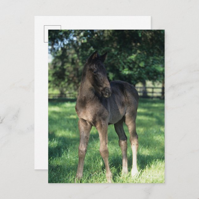 Bob Langrish | Thoroughbred Foal Standing In Field Postcard (Front/Back)