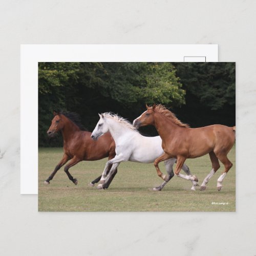 Bob Langrish  Three Arab Horses Running Together Postcard