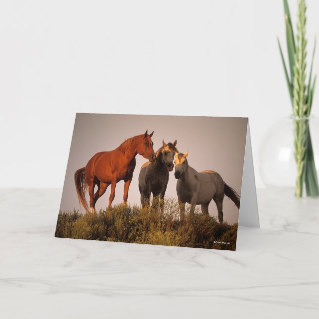 Bob Langrish Three Arab Horses Standing At Sunset Card (Front)