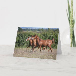 Bob Langrish Three Chestnut Arab Horses Together Card