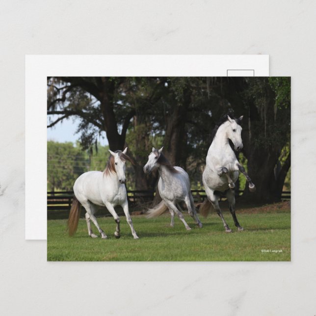 Bob Langrish | Three Grey Andalucians Leaping Postcard (Front/Back)