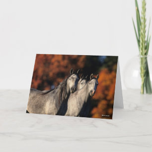 Bob Langrish Three Grey Arabs Standing Together Card
