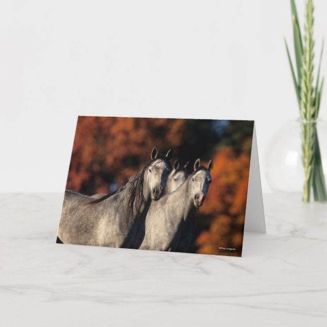 Bob Langrish | Three Grey Arabs Standing Together Card (Front)