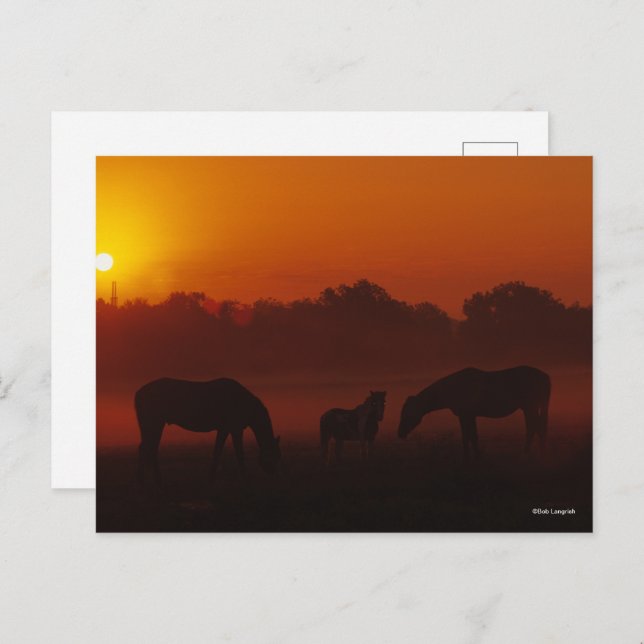 Bob Langrish | Three Horses Grazing at Sunset Postcard (Front/Back)