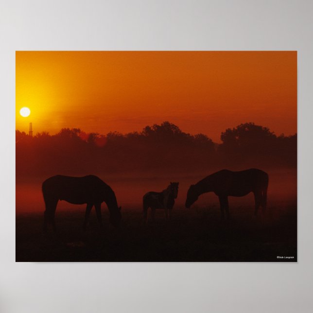 Bob Langrish | Three Horses Grazing at Sunset Poster (Front)