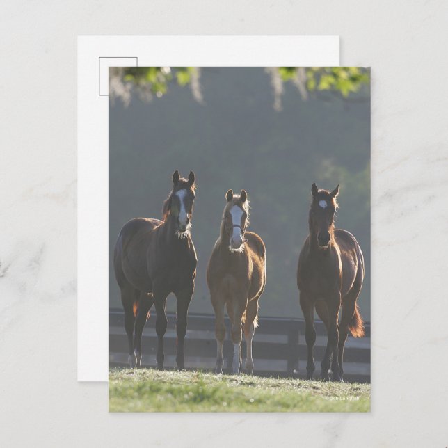 Bob Langrish | Three Quarter Horse Youngsters Postcard (Front/Back)