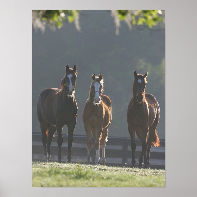 Bob Langrish | Three Quarter Horse Youngsters Poster (Front)