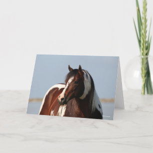 Bob Langrish Tobiano Paint Horse Stallion Headshot Card