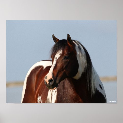 Bob Langrish Tobiano Paint Horse Stallion Headshot Poster