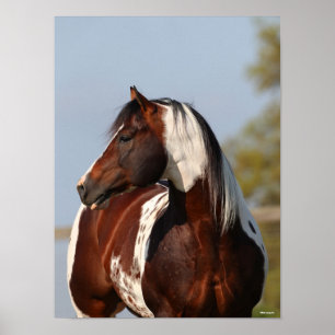 Bob Langrish Tobiano Paint Horse Stallion headshot Poster