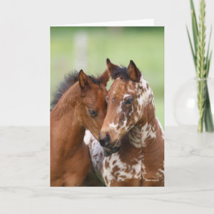 Bob Langrish Two Appaloosa Foals Meeting Card