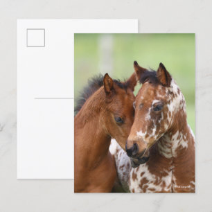 Bob Langrish Two Appaloosa Foals Meeting Postcard