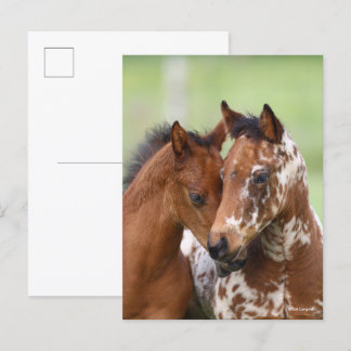 Bob Langrish | Two Appaloosa Foals Meeting Postcard