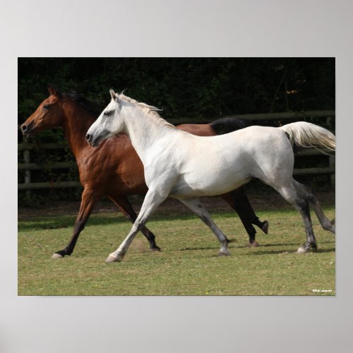 Bob Langrish  Two Arab Horses Runnng Together Poster