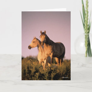 Bob Langrish   Two Arab Horses Standing at Sunset Card
