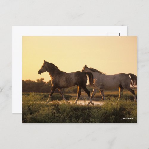 Bob Langrish  Two Arab Horses Walking at Sunset Postcard