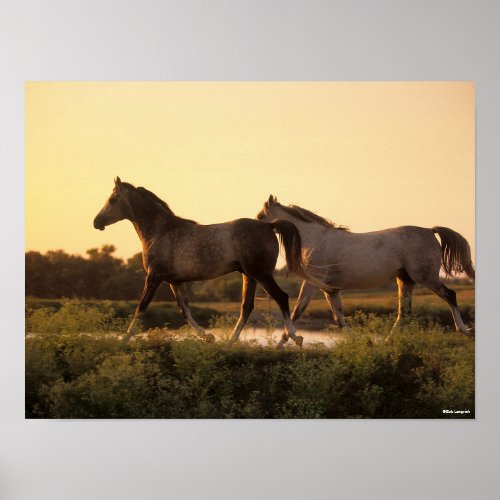 Bob Langrish  Two Arab Horses Walking at Sunset Poster