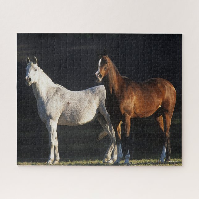 Bob Langrish | Two Arab Mares Standing In Sunlight Jigsaw Puzzle (Horizontal)