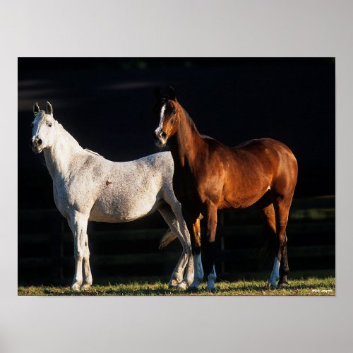 Bob Langrish  Two Arab Mares Standing In Sunlight Poster