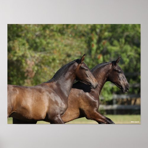 Bob Langrish  Two Brown Andalucian Horses Running Poster