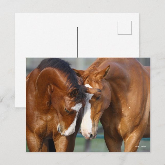 Bob Langrish | Two Canadian Sport Horses Meeting Postcard (Front/Back)