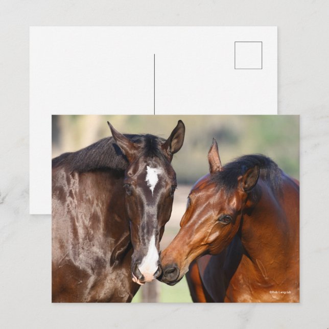 Bob Langrish | Two Canadian Sport Horses Meeting Postcard (Front/Back)