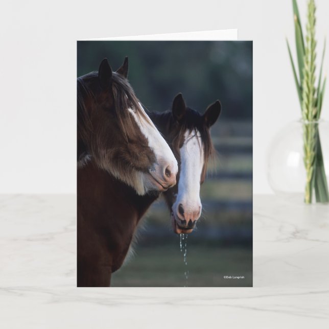 Bob Langrish | Two Clydesdale Horses Headshot Card (Front)
