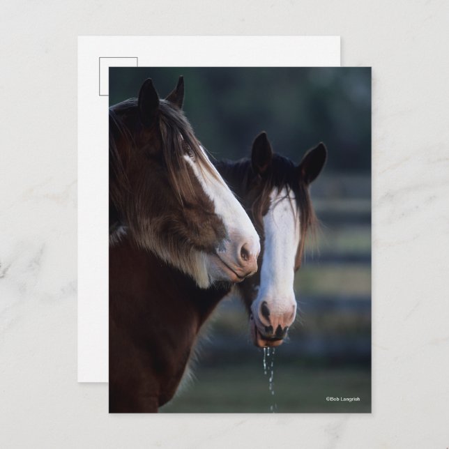 Bob Langrish | Two Clydesdale Horses Headshot Postcard (Front/Back)