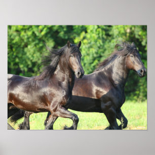 Bob Langrish Two Friesians Running Together Poster