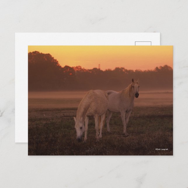 Bob Langrish | Two Gray Arab Horses Standing Postcard (Front/Back)