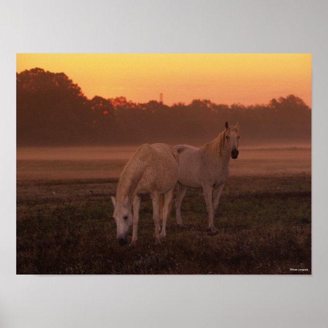 Bob Langrish | Two Gray Arab Horses Standing Poster (Front)