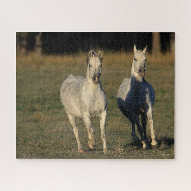 Bob Langrish | Two Gray Arabs Running Together Jigsaw Puzzle (Horizontal)