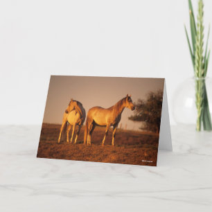 Bob Langrish Two Grey Arabs Standing at Sunset Card