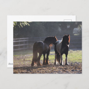 Bob Langrish   Two Gypsy Vanners In Field Backlit Postcard