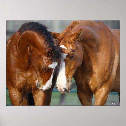 Bob Langrish  Two Horses Heads Together Poster