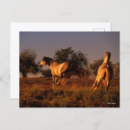 Bob Langrish  Two Horses Running In Sunset Postcard
