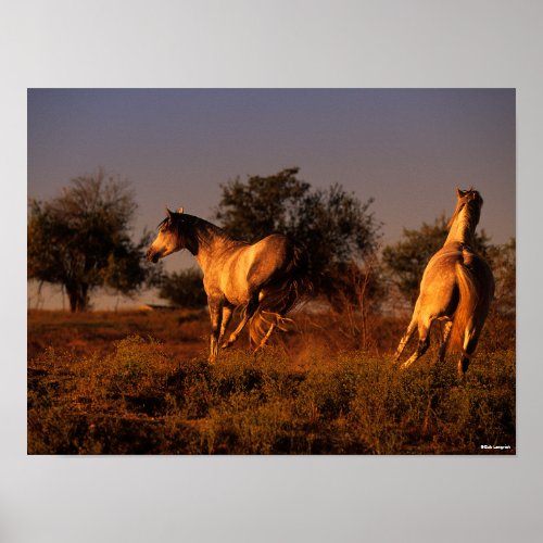 Bob Langrish  Two Horses Running In Sunset Poster