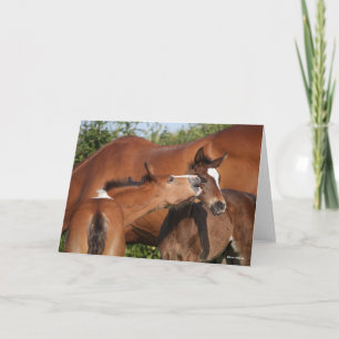 Bob Langrish Two Irish Sport Horse Foals Playing Card