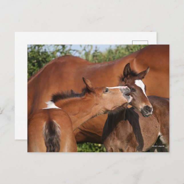 Bob Langrish | Two Irish Sport Horse Foals Playing Postcard (Front/Back)
