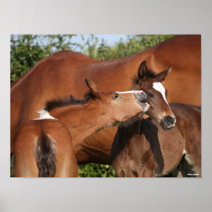 Bob Langrish Two Irish Sport Horse Foals Playing Poster