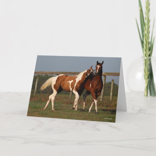 Bob Langrish | Two Paint Horses Playing Together Card (Front)