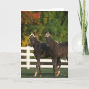 Bob Langrish Two Rocky Mountain Foals Standing Card